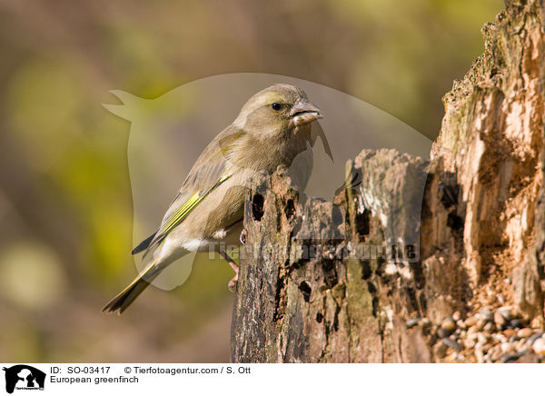 European greenfinch / SO-03417
