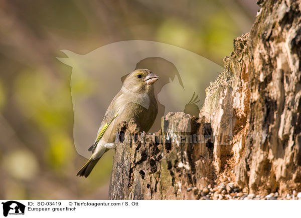 European greenfinch / SO-03419