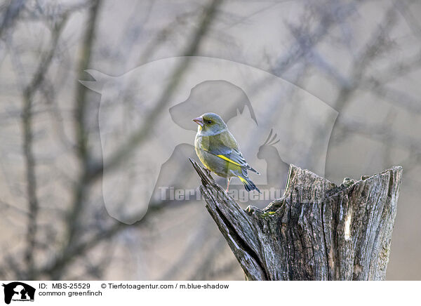 common greenfinch / MBS-25529