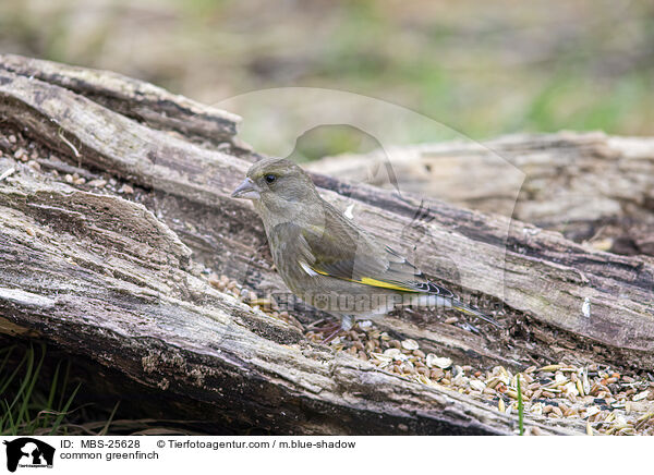 Grnfink / common greenfinch / MBS-25628