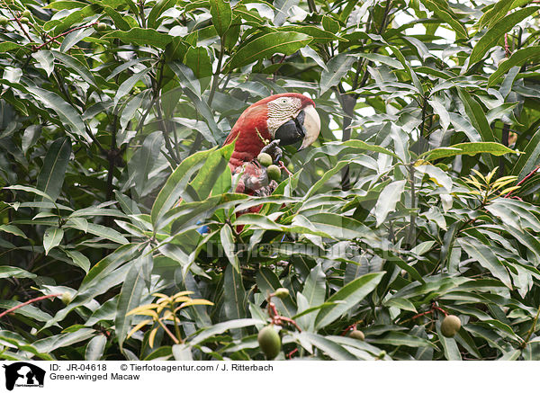 Grnflgelara / Green-winged Macaw / JR-04618
