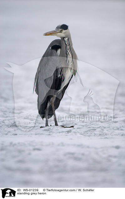 standing grey heron / WS-01239