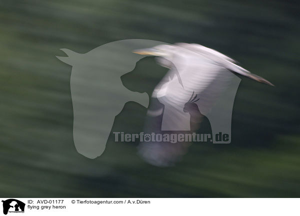 fliegender Graureiher / flying grey heron / AVD-01177