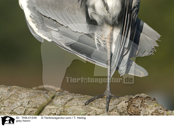 grey heron / THA-01246