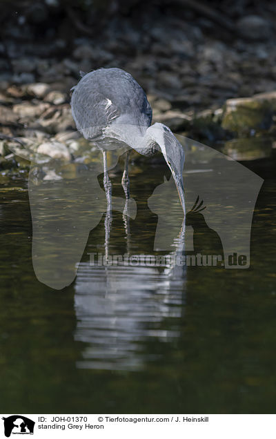 stehender Graureiher / standing Grey Heron / JOH-01370