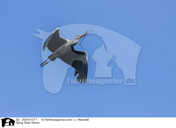 fliegender Graureiher / flying Grey Heron / JOH-01371