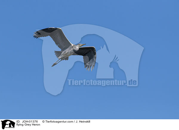 fliegender Graureiher / flying Grey Heron / JOH-01376