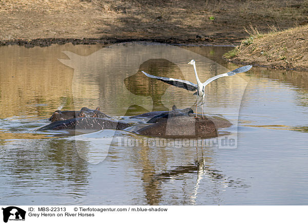 Grey Heron on River Horses / MBS-22313