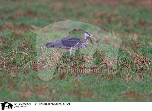 grey heron / SO-02876
