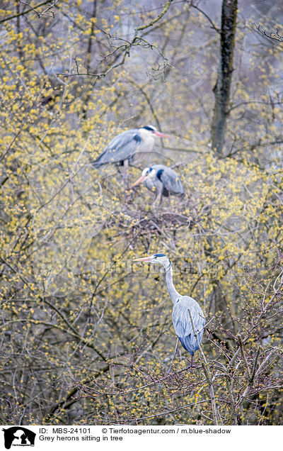 Graureiher sitzen im Baum / Grey herons sitting in tree / MBS-24101