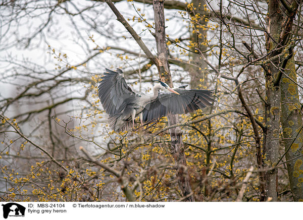 flying grey heron / MBS-24104