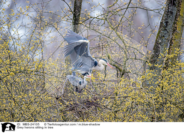 Grey herons sitting in tree / MBS-24105