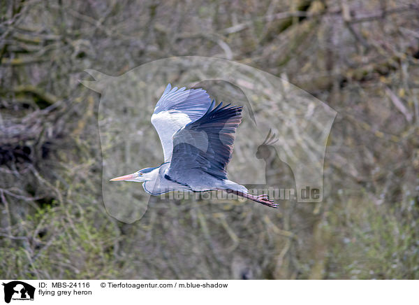 flying grey heron / MBS-24116