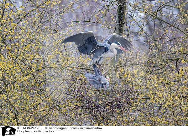 Grey herons sitting in tree / MBS-24123