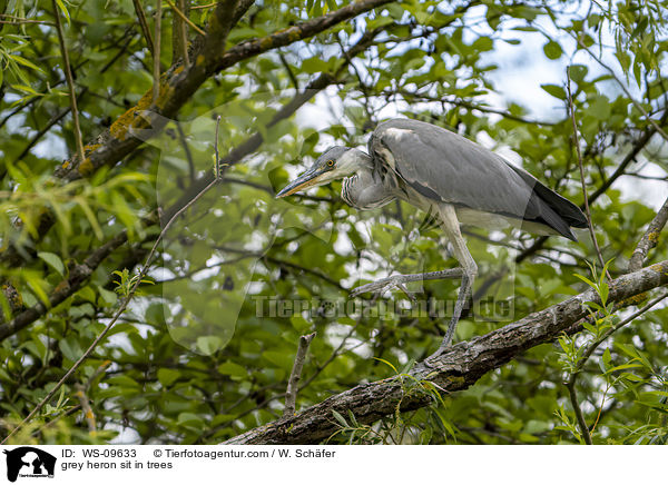 Graureiher sitzt in Bumen / grey heron sit in trees / WS-09633
