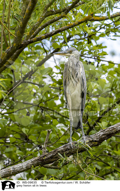 grey heron sit in trees / WS-09635