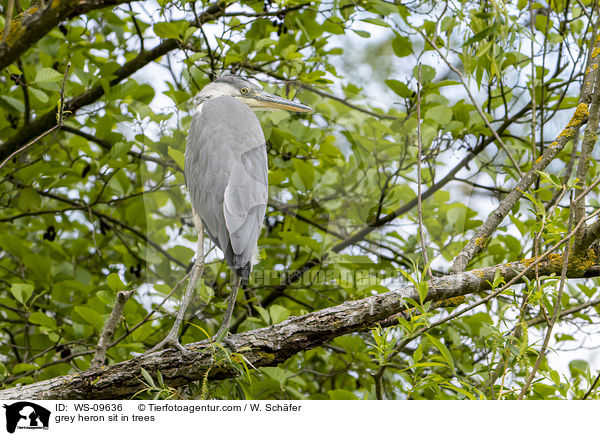 grey heron sit in trees / WS-09636