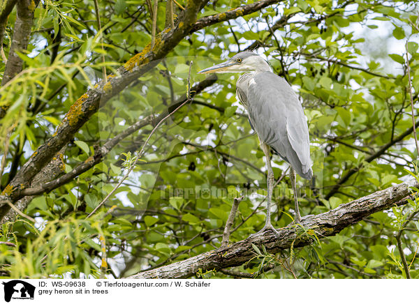 grey heron sit in trees / WS-09638