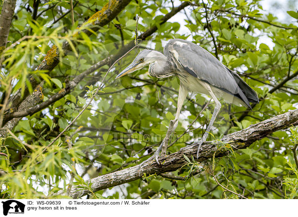 Graureiher sitzt in Bumen / grey heron sit in trees / WS-09639