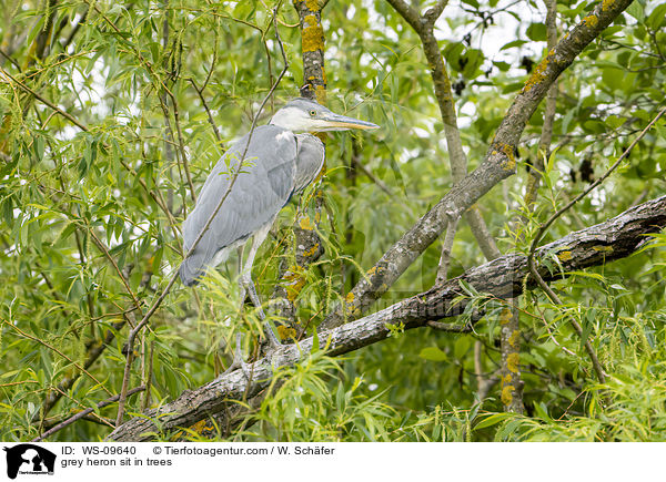 grey heron sit in trees / WS-09640
