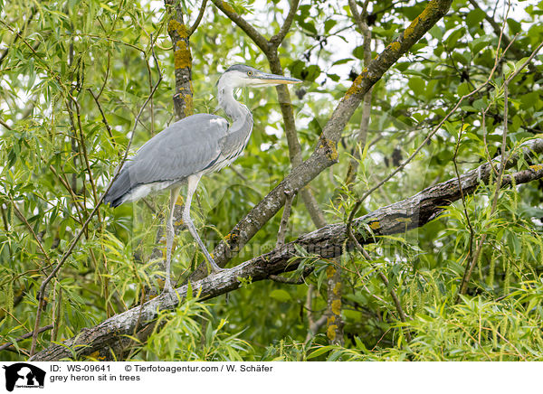 Graureiher sitzt in Bumen / grey heron sit in trees / WS-09641