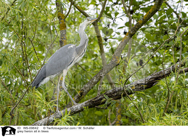 Graureiher sitzt in Bumen / grey heron sit in trees / WS-09642