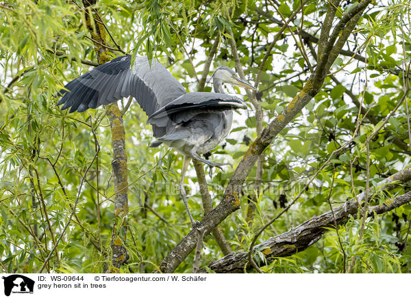 grey heron sit in trees / WS-09644
