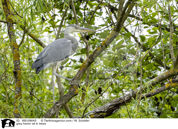 grey heron sit in trees / WS-09645