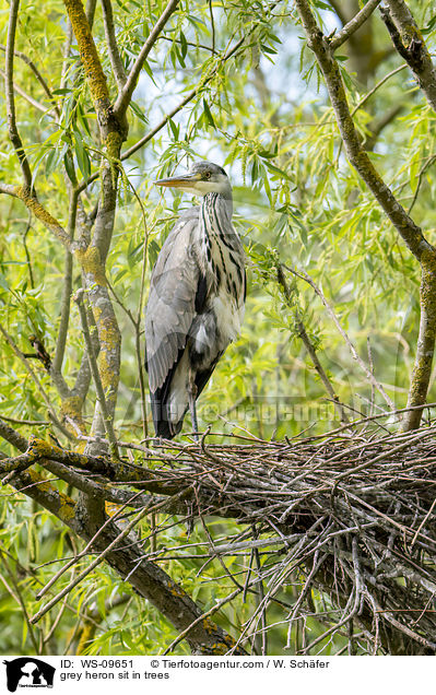 grey heron sit in trees / WS-09651