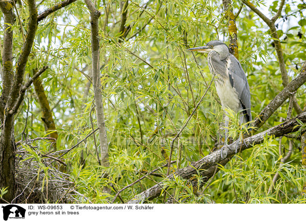Graureiher sitzt in Bumen / grey heron sit in trees / WS-09653