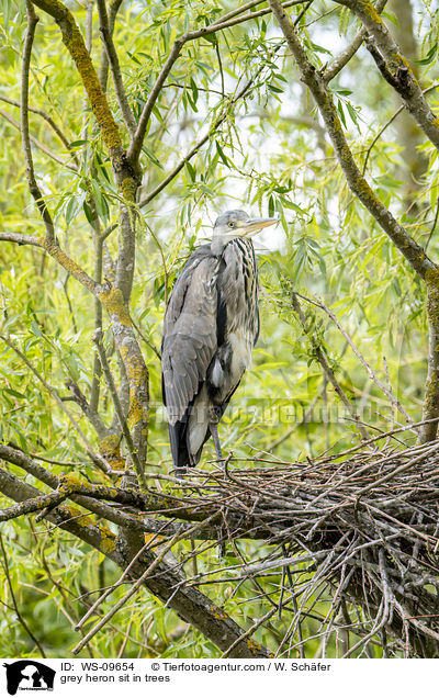 grey heron sit in trees / WS-09654