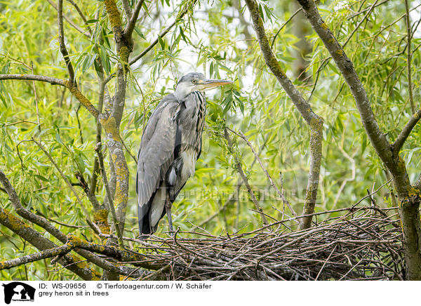 grey heron sit in trees / WS-09656