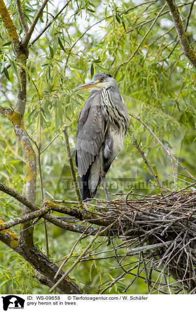 grey heron sit in trees / WS-09658