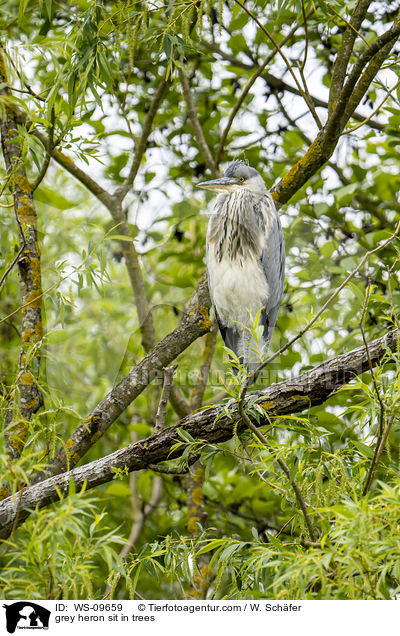 Graureiher sitzt in Bumen / grey heron sit in trees / WS-09659