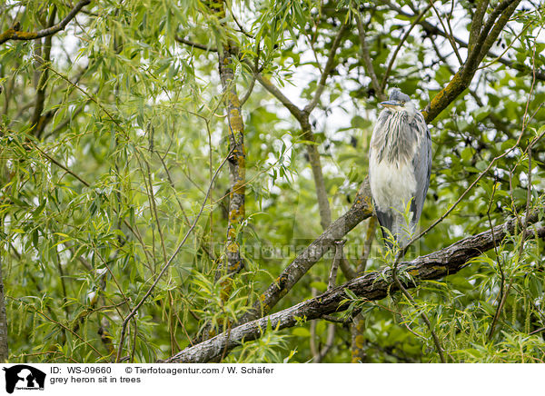 grey heron sit in trees / WS-09660