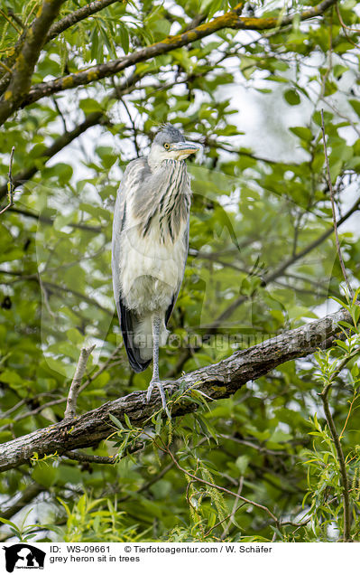 grey heron sit in trees / WS-09661