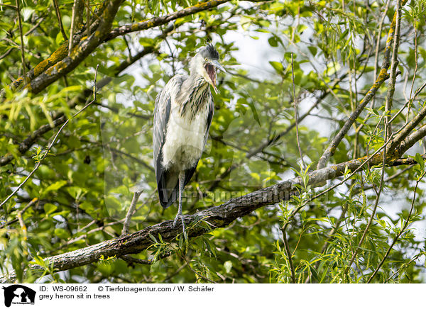 Graureiher sitzt in Bumen / grey heron sit in trees / WS-09662