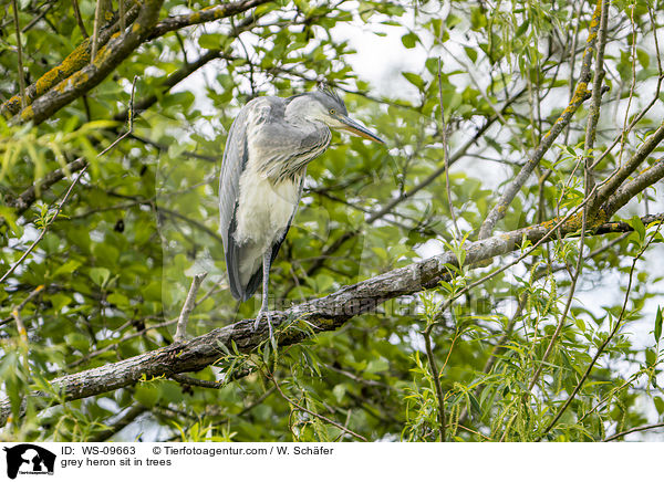 Graureiher sitzt in Bumen / grey heron sit in trees / WS-09663