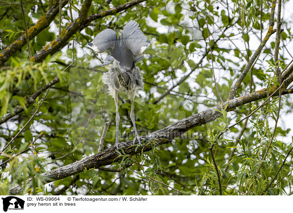 grey heron sit in trees / WS-09664