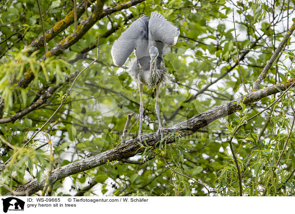grey heron sit in trees / WS-09665