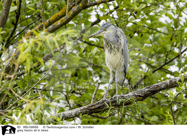 grey heron sit in trees / WS-09666