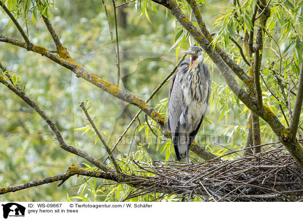 grey heron sit in trees / WS-09667