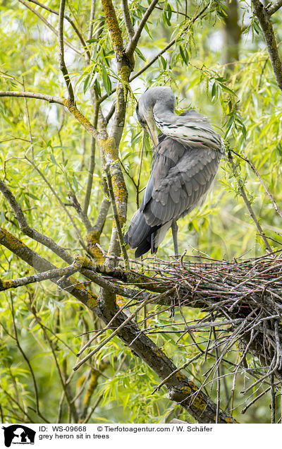 grey heron sit in trees / WS-09668