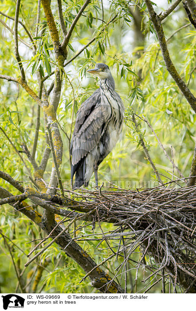 grey heron sit in trees / WS-09669