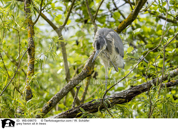 grey heron sit in trees / WS-09670