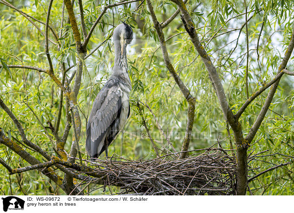 Graureiher sitzt in Bumen / grey heron sit in trees / WS-09672