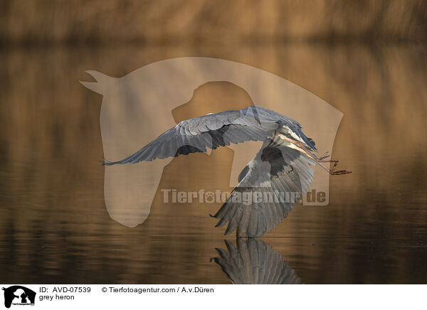grey heron / AVD-07539