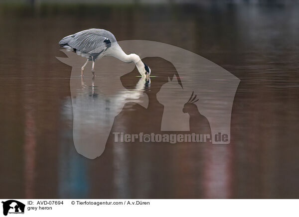 grey heron / AVD-07694