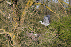 flying Grey Heron