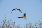 flying Grey Herons